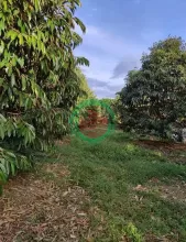 Bán gấp 2 sào đất vườn sầu riêng tại thị xã Chơn Thành, Bình Phước