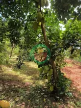 Bán gấp vườn trái cây chính chủ diện tích 2000m2 tại thị xã Bình Long