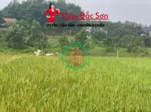 Bán đất Sóc Sơn, đất thổ cư, sẵn sổ, gần vành đai 5, nhỉnh 2tr - THÙY BẮC SƠN