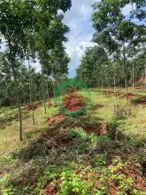 CẦN BÁN ĐẤT ĐẸP TẠI XÃ ĐĂK Ơ – HUYỆN BÙ GIA MẬP – TỈNH  BÌNH PHƯỚC