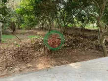 Chỉ 1.68 tỷ (bớt lộc) - Bán Vườn Chôm Chôm Xã Bàu Hàm 2 - Thống nhất - Đồng Nai