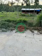 CHÍNH CHỦ CẦN BÁN ĐẤT ĐẸP - ẤP 5, LỘC ĐIỀN, LỘC NINH, BÌNH PHƯỚC