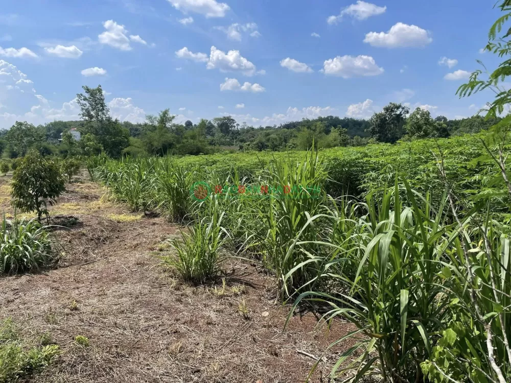 CHÍNH CHỦ CẦN BÁN ĐẤT GẦN 1,7HA CÓ 400M² THỔ CƯ – NHÀ CẤP 4 SẴN – MẶT TIỀN KHỦNG 91M- LỘC NINH - BÌNH PHƯỚC