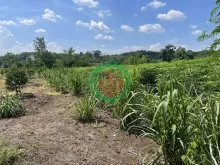 CHÍNH CHỦ CẦN BÁN ĐẤT GẦN 1,7HA CÓ 400M² THỔ CƯ – NHÀ CẤP 4 SẴN – MẶT TIỀN KHỦNG 91M- LỘC NINH - BÌNH PHƯỚC