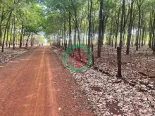 CẦN CHUYỂN NHƯỢNG LÔ CAO SU TẠI TÂN LỢI - HỚN QUẢN - BÌNH PHƯỚC