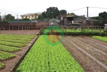 Bán Đất Nông Nghiệp Sài Sơn - Quốc Oai - DT 256m2 - MT 7m - Đường Ô Tô Vào- Gần Đường QH 40m.