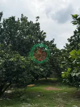 Chỉ 250 triệu sở hữu đất vườn bưởi sinh thái tại Bàu Bàng