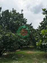 Có đất – có vườn – có thu nhập ngay