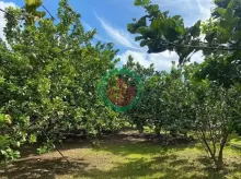 THAY VÌ Ở TRỌ 10 NĂM – 250TR MUA ĐẤT THỔ CƯ NGAY HÔM NAY