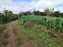 Bán 166,6m2 đất Tân Lạc Lâm Đồng, sẵn SHR, chỉ 450tr buông sổ. Lh:0983762203