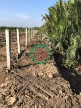 đất lúa. cần giờ. 9000m² giá 9.45 tỷ Xã Bình Khánh,