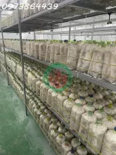 BÁN ĐẤ-  TẶNG XƯỞNG NẤM - PIN NĂNG LƯỢNG MẶT TRỜI MẶT TIỀN KINH DOANH - TẠI CỦ CHI - NGANG 18M - 2300M2 - GIÁ 12 TỶ TL