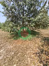 BÁN VƯỜN SẦU RIÊNG ĐẤT ĐỒNG NAI 240.TIẺU