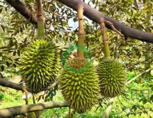 BÁN VƯỜN SẦU RIÊNG ĐẸP – ĐANG CHO TRÁI