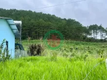 ĐẤT NAM BAN NGOẠI Ô ĐÀ LẠT – THỔ CƯ CAO – CẠNH ĐỒI THÔNG PHÙ HỢP NHÀ VƯỜN NGHỈ DƯỠNG