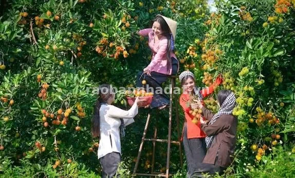 Bán đất lộ bê tông 4m Ấp Nhơn Thuận giá rẻ, Xã Nhơn Ái, Thành phố Cần Thơ